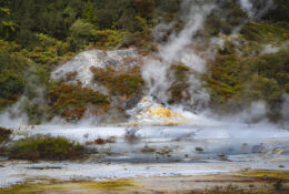 New Zealand 2025 (1 group) (52/66)